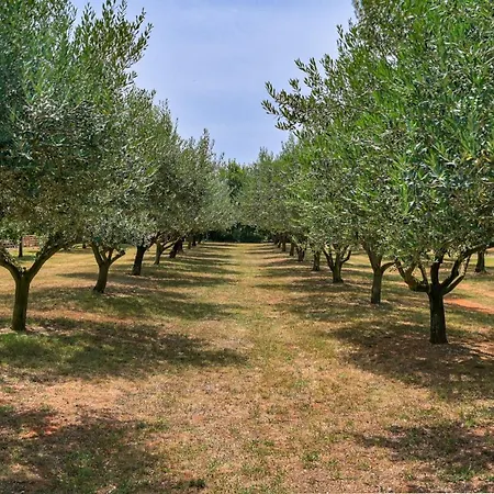 Holiday home Casa Oliveto *